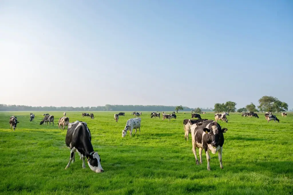 Livestock Methane Emissions Monitoring